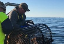 Report: Lobster fishermen comply with federal order and move traps to smaller area
