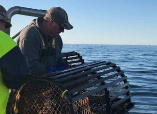 Report: Lobster fishermen comply with federal order and move traps to smaller area
