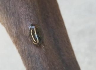 Edmonton: Edmonton dog owners warn of leeches in the water at Terwillegar dog park