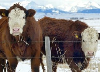 Report: Seaweed cuts cow burps and farts — and scientists want to know how