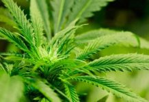 Report: Questions swirl around Ontario’s pot plans as Doug Ford prepares to take power