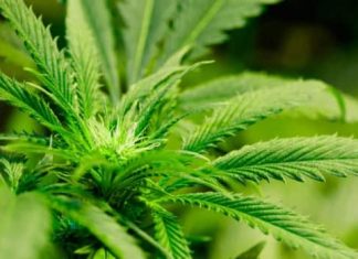 Report: Questions swirl around Ontario’s pot plans as Doug Ford prepares to take power