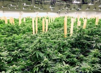 Report: Marijuana bill inches closer to passage with House vote