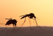 Report: B.C.’s spring floods create ‘perfect’ conditions for more mosquitoes