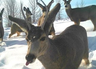 Report: Cameras catch deer ‘posing’ for photos, raccoons prowling in Calgary parks