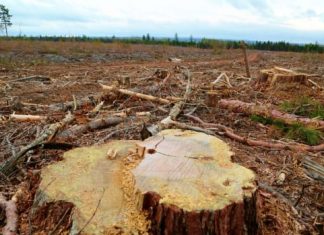 Report: Of forests and floods: Devastatingly high water raises clearcut questions