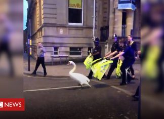 Norwich swan leads police on low-speed pursuit (Details)
