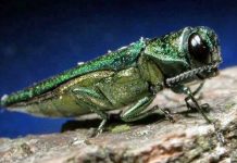 Report: Fredericton sets up early-detection traps for emerald ash borer