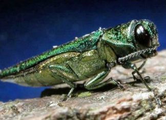 Report: Fredericton sets up early-detection traps for emerald ash borer