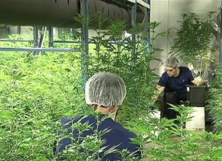 Report: New Brunswick producer fights tainted cannabis lawsuit in court