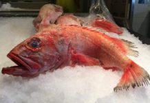 Report: 1/4 of seafood sold in Metro Vancouver is mislabelled, study says