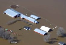 Report: Flood-stricken dairy farmers hope to move herd to drier ground