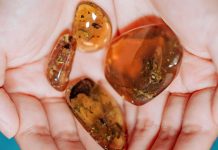 Technology: Scientists find rare 99-million-year-old amber fossil of prehistoric frog