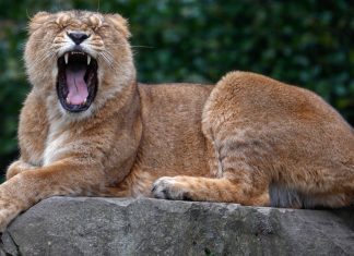 Lion shot dead after escaping zoo enclosure in Belgium (Details)