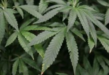 Cannabis will go on sale in Canada from 17 October after landmark vote (Details)