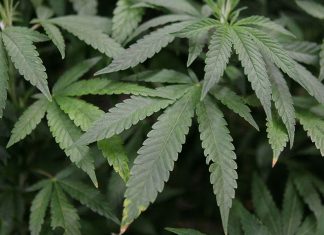 Cannabis will go on sale in Canada from 17 October after landmark vote (Details)