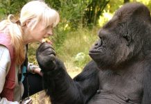 'Extraordinary' sign language gorilla dies (Details)