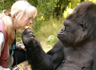 'Extraordinary' sign language gorilla dies (Details)