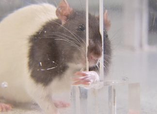 Technology: Hope for spinal injury patients as paralysed rats ‘cured’ with gene therapy