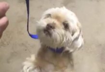 Report: Have you seen Toby? 7-year-old Shih Tzu stolen in Scarborough