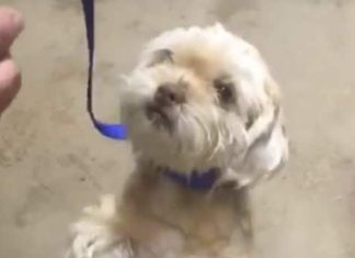 Report: Have you seen Toby? 7-year-old Shih Tzu stolen in Scarborough