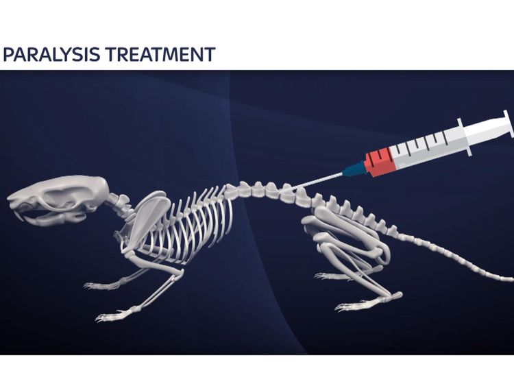 Rat paralysis treatment