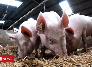 The gene-edited pigs immune to lung disease (Details)