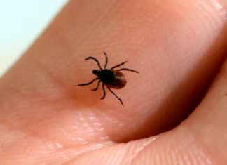 Report: Get ready for Lyme disease