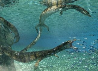 Edmonton: ‘Pretty amazing’: Alberta researchers spot new fossil species – and its lunch