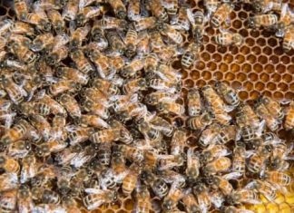 Report: Ontario beekeepers alarmed over hive losses