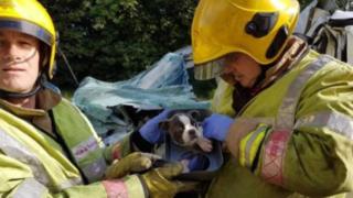 Firefighters and puppy