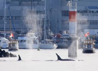Report: Orcas make 2nd rare appearance in Victoria’s Inner Harbour