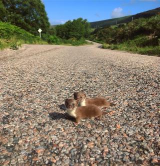 Baby weasels