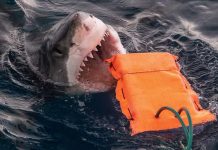 Shark proof wetsuit material could help save lives, Says New Study Shark proof wetsuit material could help save lives, Says New Study