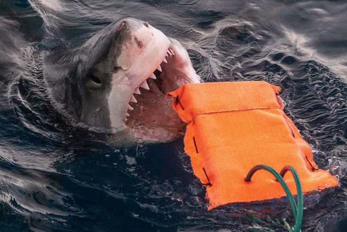 Shark proof wetsuit material could help save lives, Says New Study