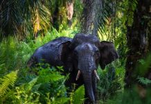 Researchers play a direct role in the identification of priority forests Researchers play a direct role in the identification of priority forests