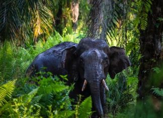 Researchers play a direct role in the identification of priority forests Researchers play a direct role in the identification of priority forests