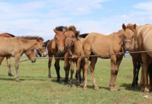 Scientists find early evidence of horse milk consumption Scientists find early evidence of horse milk consumption