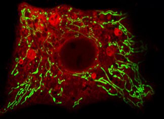 Scientists help restore hormonal balance disrupted in metabolic diseases Scientists help restore hormonal balance disrupted in metabolic diseases