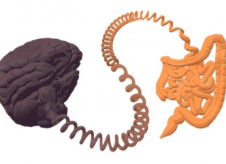 Study: Nerve finding unravels gut mysteries Study: Nerve finding unravels gut mysteries