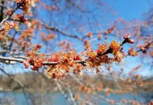 Research reveals important flowering plants for city-dwelling honey bees Research reveals important flowering plants for city-dwelling honey bees