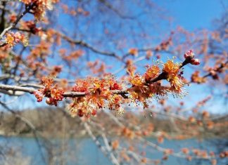 Research reveals important flowering plants for city-dwelling honey bees Research reveals important flowering plants for city-dwelling honey bees