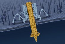 Scientists reveal the mechanisms behind a natural bacteria killer Scientists reveal the mechanisms behind a natural bacteria killer