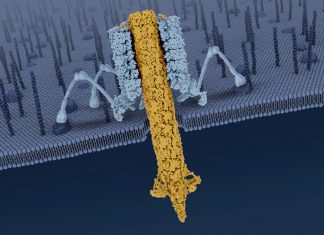 Scientists reveal the mechanisms behind a natural bacteria killer Scientists reveal the mechanisms behind a natural bacteria killer