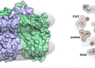 Scientists solve structure of ‘inverted’ rhodopsin Scientists solve structure of ‘inverted’ rhodopsin