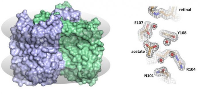 Scientists solve structure of ‘inverted’ rhodopsin