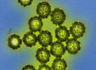 Study: Antiviral drug baloxavir reduces transmission of flu virus among ferrets