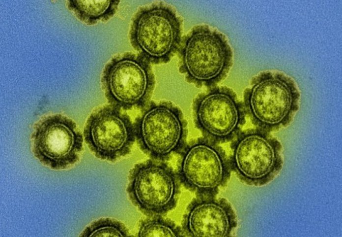 Study: Antiviral drug baloxavir reduces transmission of flu virus among ferrets