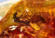 Study: Fossil trove sheds light on ancient antipodean ecology Study: Fossil trove sheds light on ancient antipodean ecology
