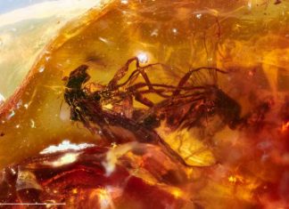 Study: Fossil trove sheds light on ancient antipodean ecology Study: Fossil trove sheds light on ancient antipodean ecology